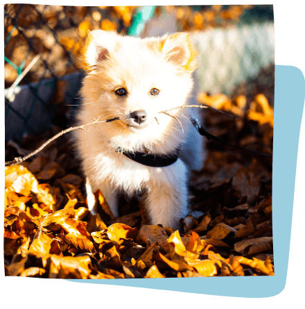 puppy in leaves