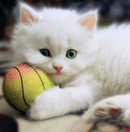 cat with toy