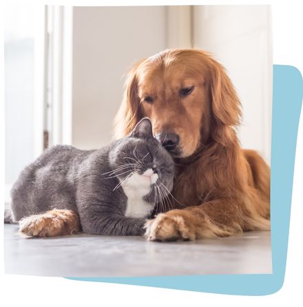 Flea/Tick Prevention Dog and Cat