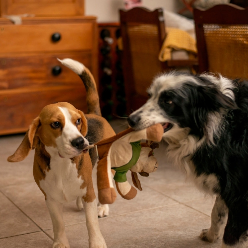 Puppies playing with toy Puppies playing with toy