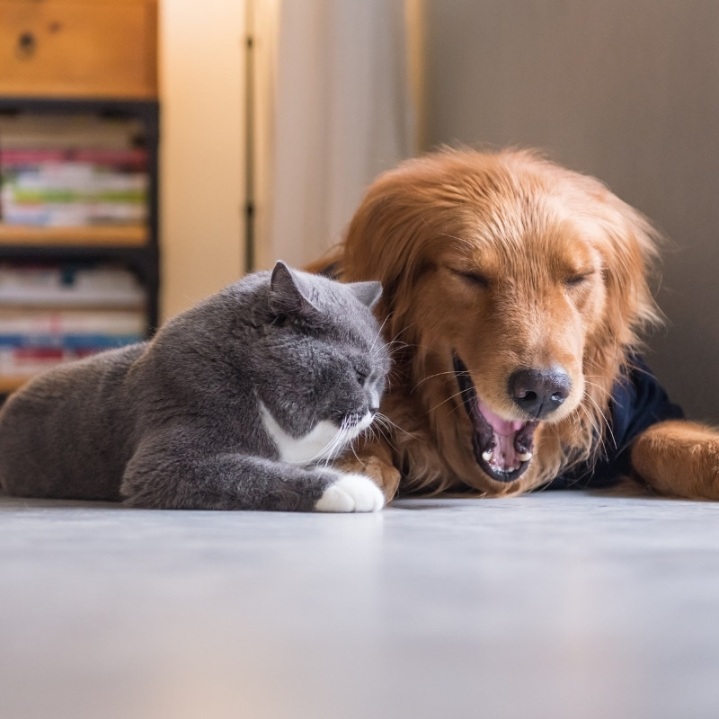 Puppy and cat in the boarding center Puppy and cat in the boarding center