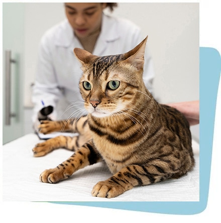 Routine Surgery Pets